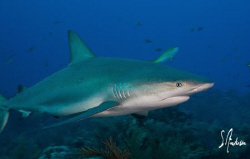 Love the sharks! They sure can put on a great show , this... by Steven Anderson 